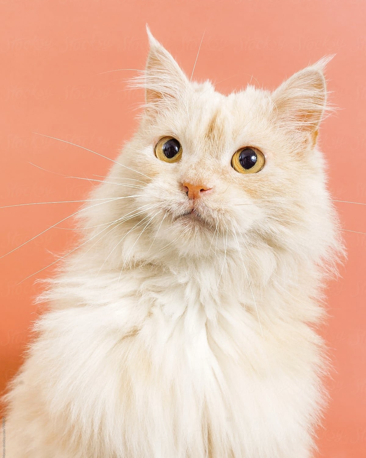 image of a curious cat