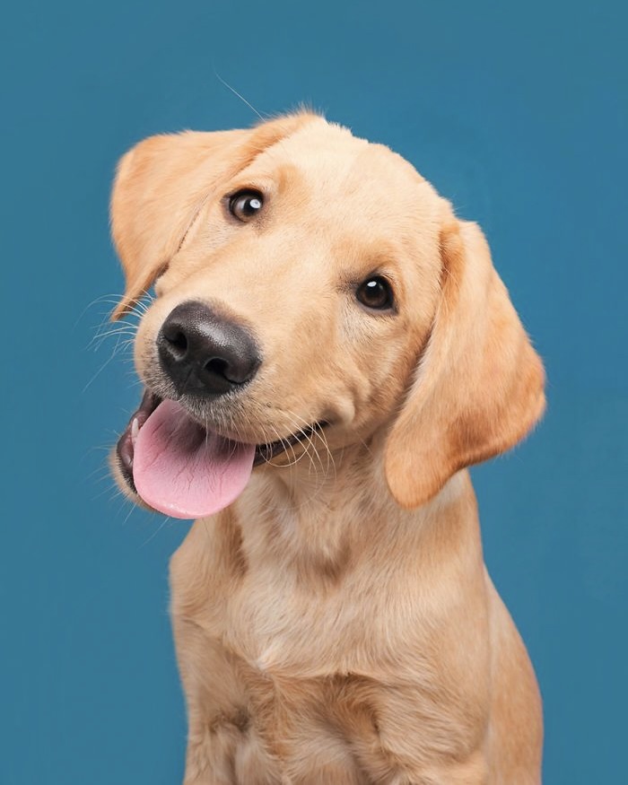 image of a smiling dog