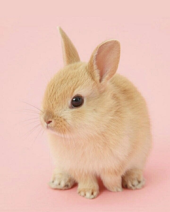 image of a cute rabbit